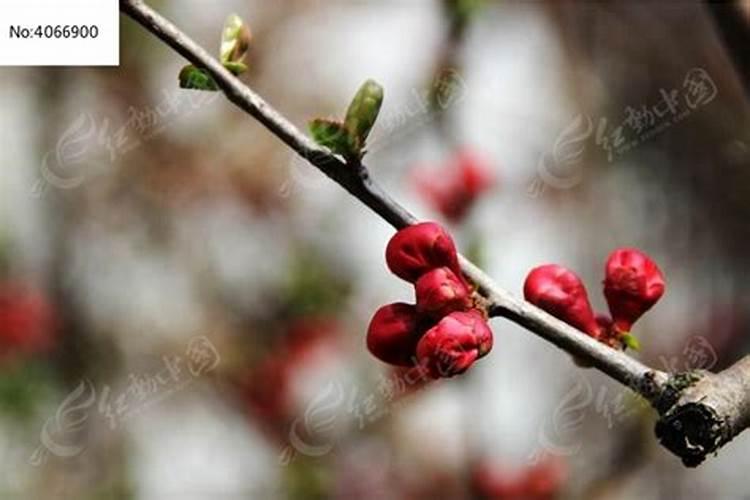 桃树花露红打什么药