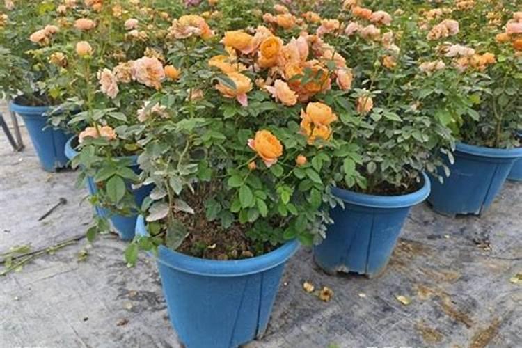 请问苹果锈病什么杀菌药最好