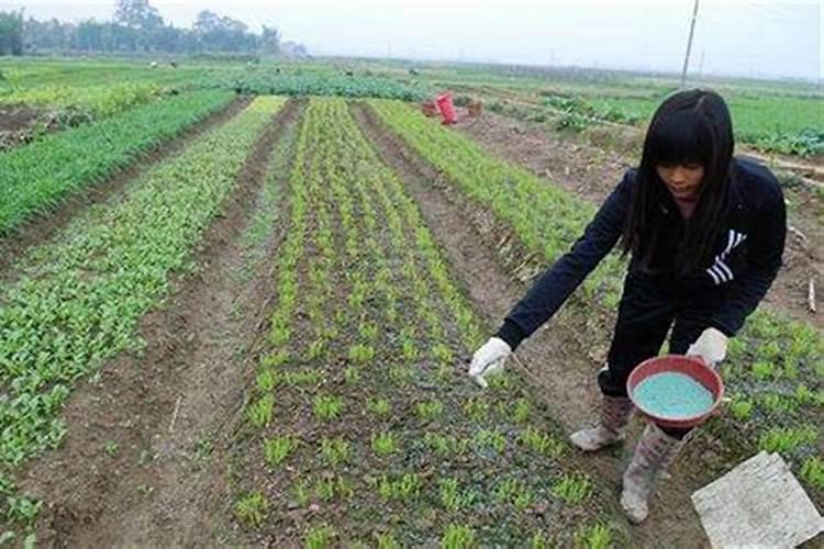 三角梅肥料施多了怎么办