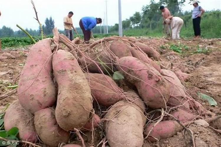 大蒜抽苔前冲施什么肥料好