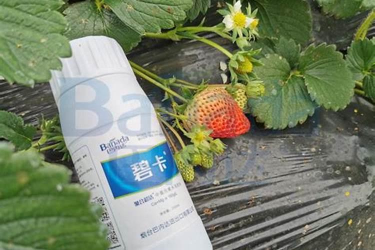 樱桃树怎么让它长新根 如何让新栽樱桃树长新根