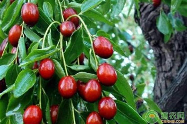 卖农大肥的您真正了解腐植酸肥料吗？