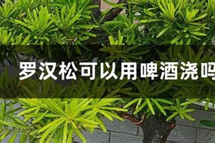 罗汉松长松球是什么原因？