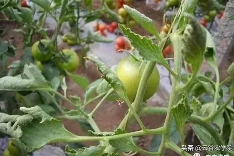 农业上用的尿素和硝铵,都是用来做什么呢的？
