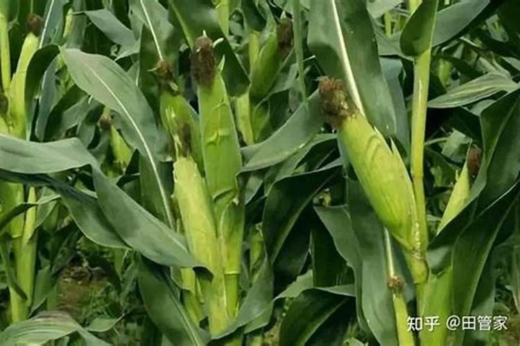 玉米什么时候施肥最好,怎样施肥