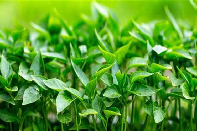 郁金香生根粉的使用方法