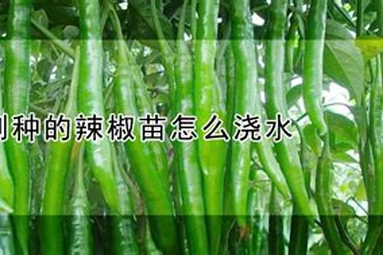 辣椒苗种下后,怎么施肥与浇水