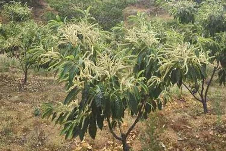 生姜用哪几种药浸种,土壤杀菌用什么药