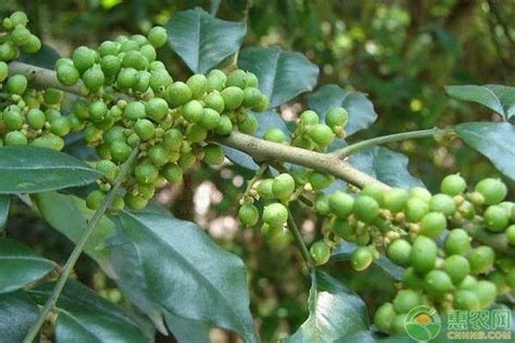 下雨能给花椒树上肥料吗