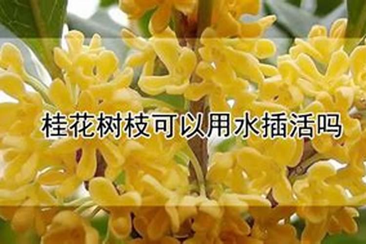 花椒开花结果的期间,施根肥好还是叶面肥好？为什么？