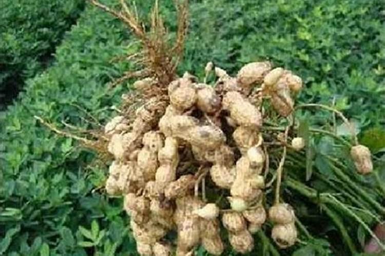 秋花生什么时候种植最好