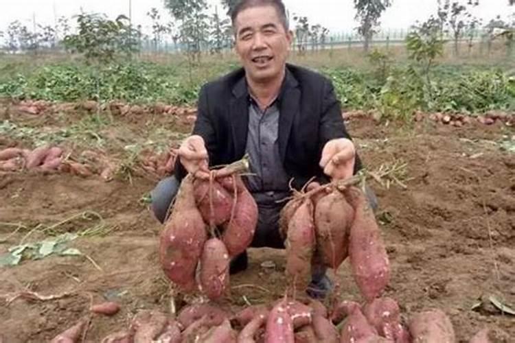 红薯苗长出地面喷什么叶面肥最好？