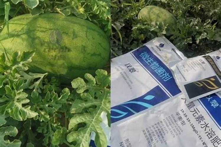 西瓜膨果期用什么肥料