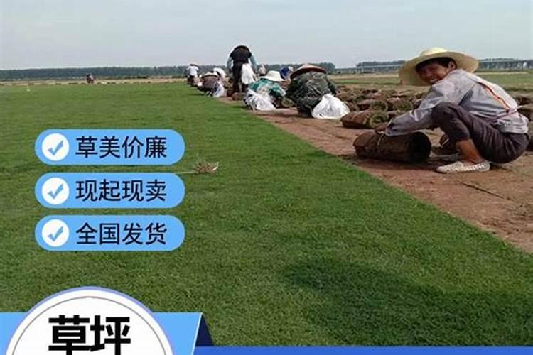 草坪用肥什么样的好