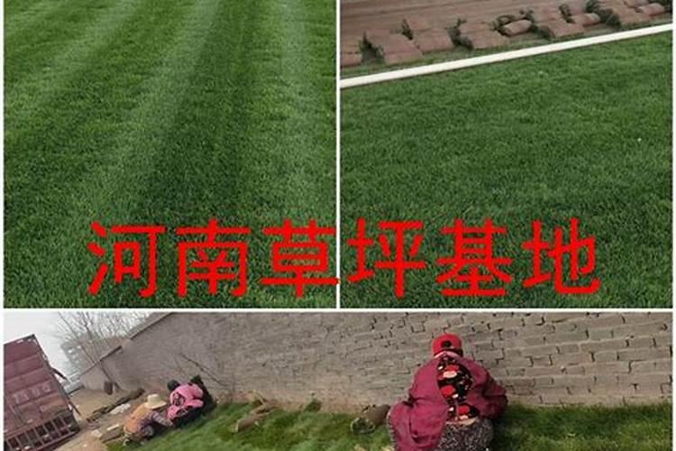 用什么草坪专用肥好