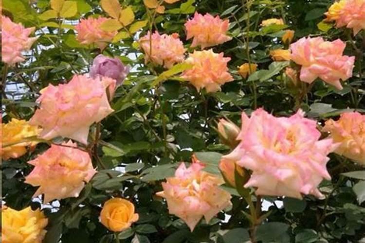 月季花怎样施肥？