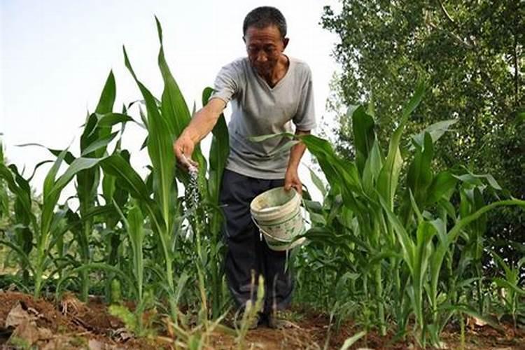 农作物不重视补钙容易出现哪些生理病害？如何提前防范？