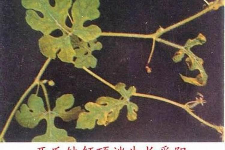 植物施肥过多怎么办