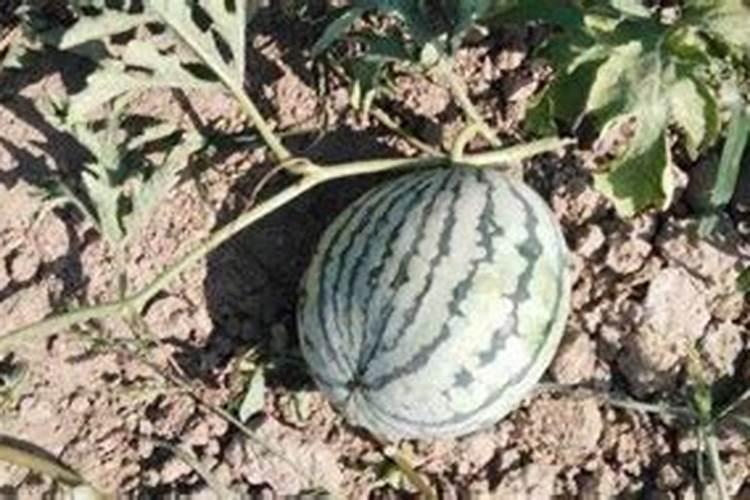 西红柿花期能喷施叶面肥吗