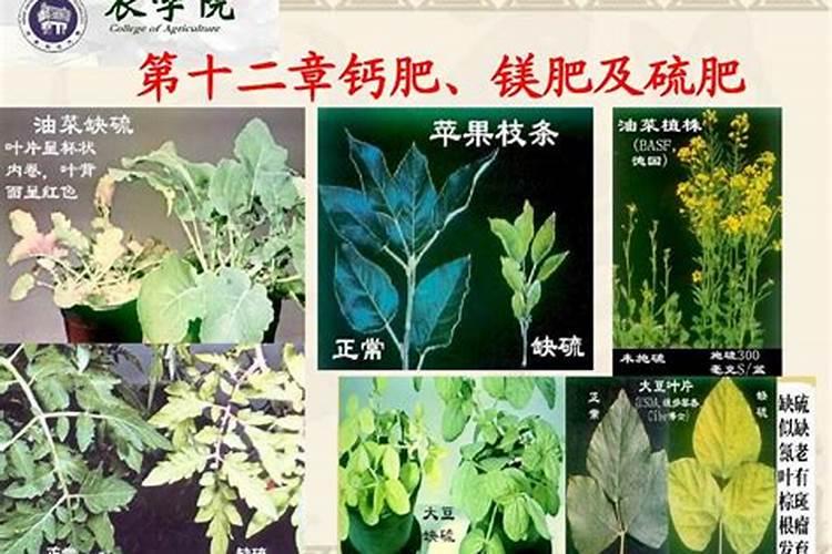 如何让君子兰生根