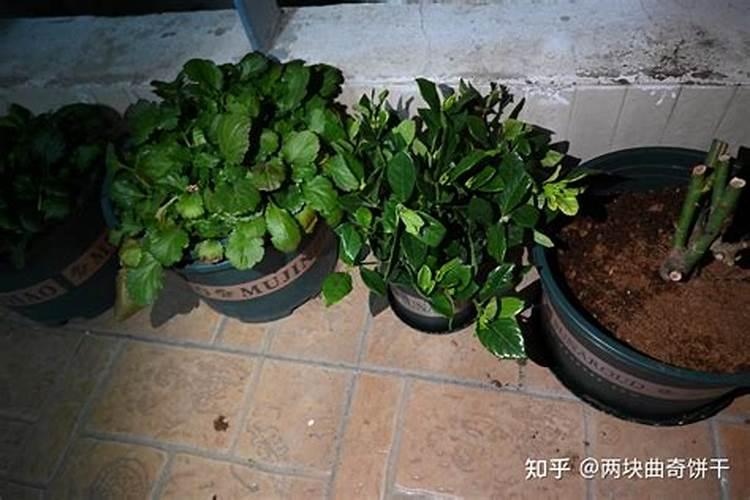 玉米几叶能用芸苔素