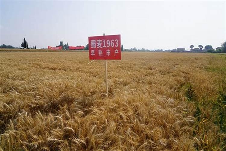 施贝康小麦叶面肥怎么样