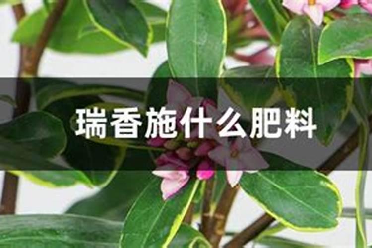 瑞香咋施肥