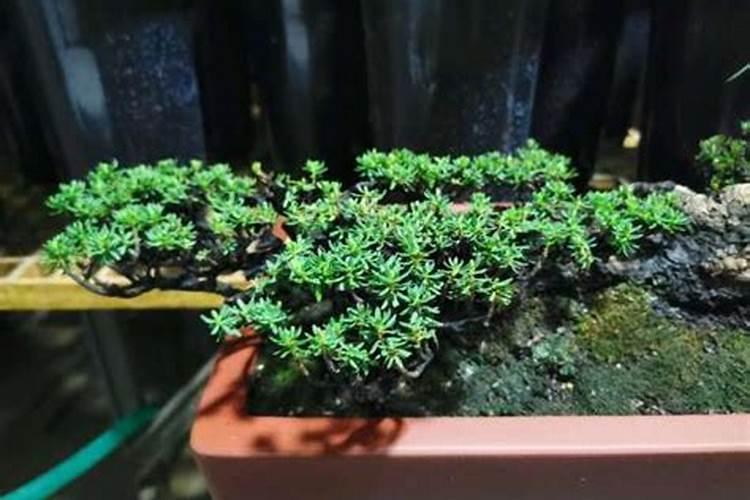 瑞香夏天大量黄叶掉叶的处理方法