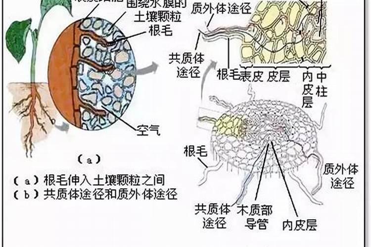钙肥的植物钙的吸收