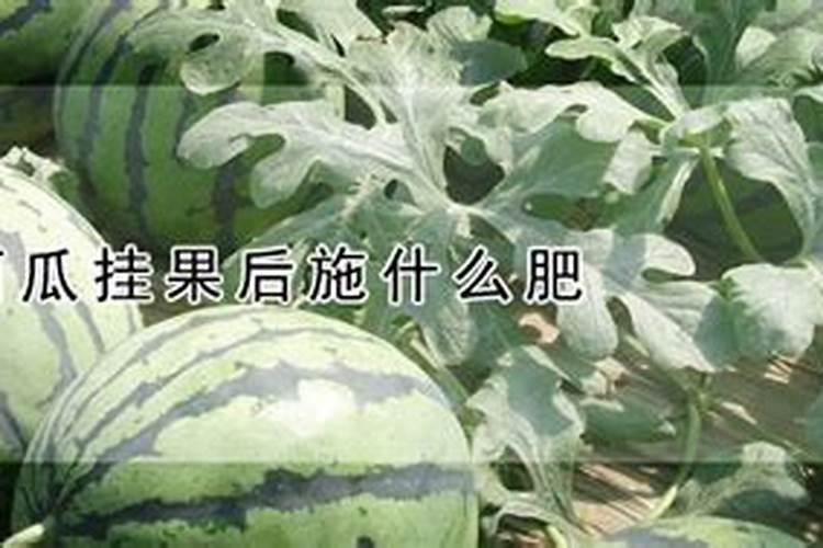 水稻什么时期施硅肥水稻施硅肥的时间