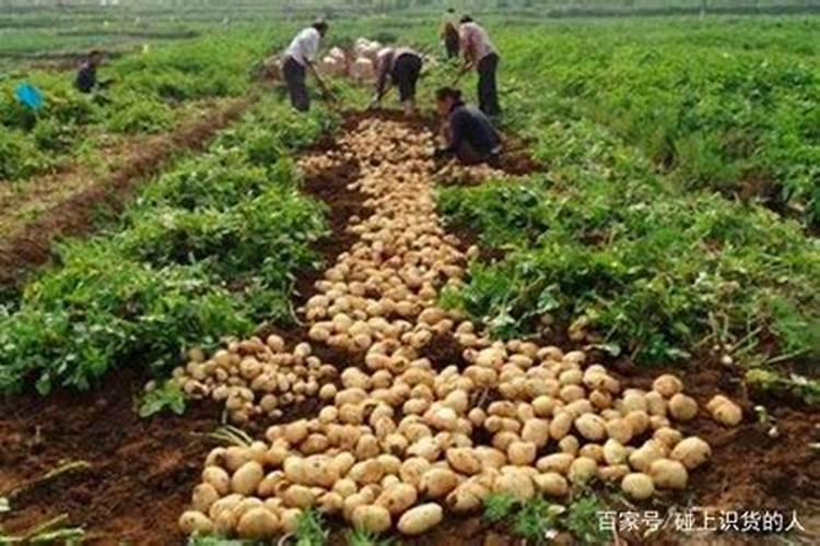 氮肥是什么做的