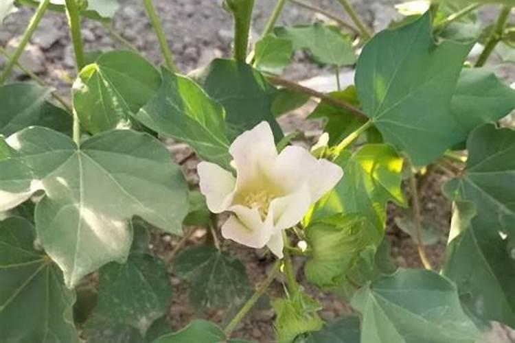 安鲜脂能否用在草梅上,冲施肥料用在草莓上可以加安鲜脂吗