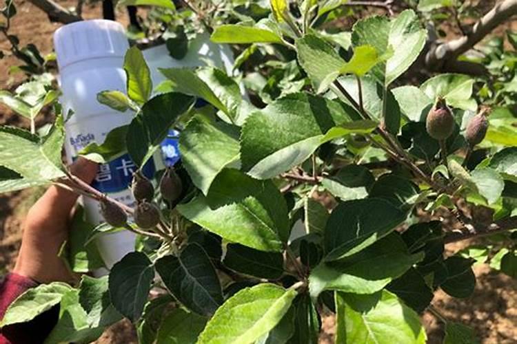 作物种植过程中,磷肥施用过多好不好