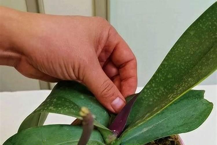 蝴蝶兰花谢后怎么处理