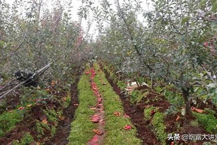 红富士苹果变红技巧 如何让红富士苹果更红