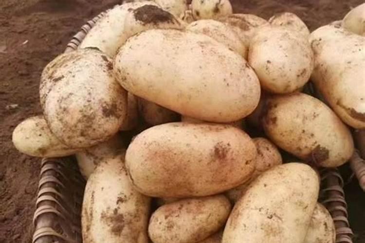 土豆需要什么肥料
