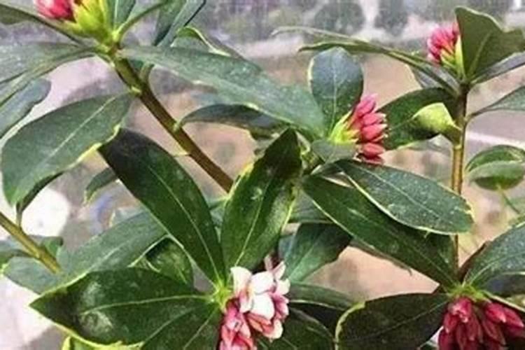 瑞香施什么肥料