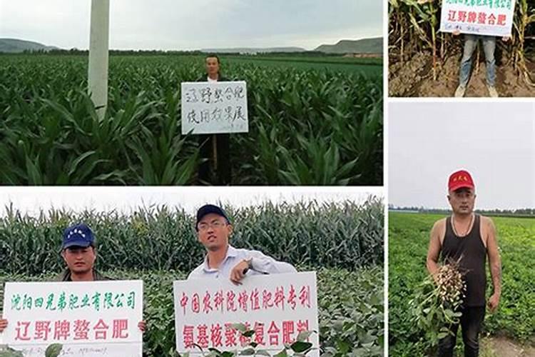 桃树黄叶病用什么药效果好