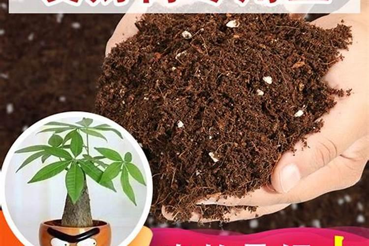 发财树施多少复合肥