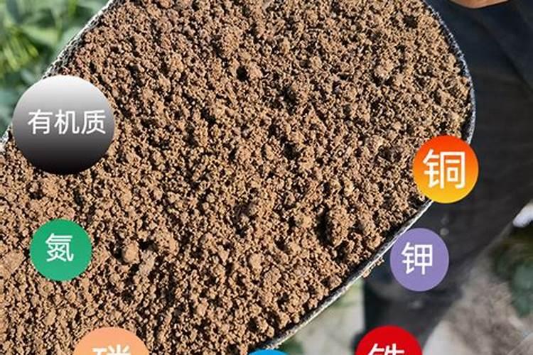 植物怎么养施磷肥(植物养护攻略,科学施用磷肥,助力植物茁壮成长)百度...