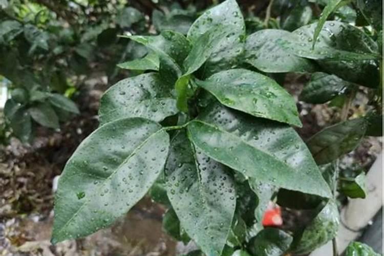 连续阴雨对小麦产量会产生影响吗？阴雨天是否可以追肥？