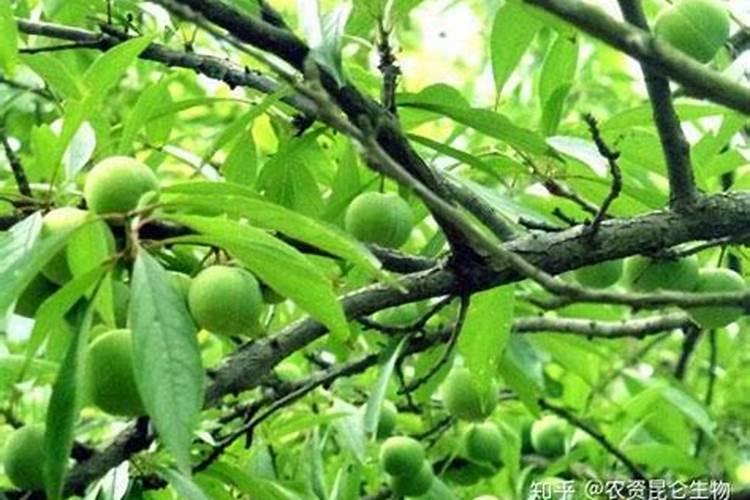 西红柿用什么肥料好