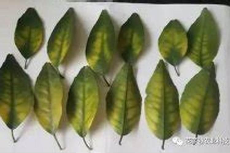 柑橘缺镁症防治方法