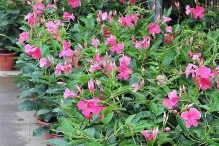 为什么苹果花后要追肥？不可以花前追吗？