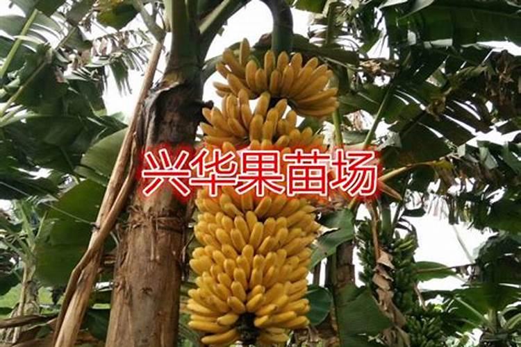 香蕉挂果还要施肥吗