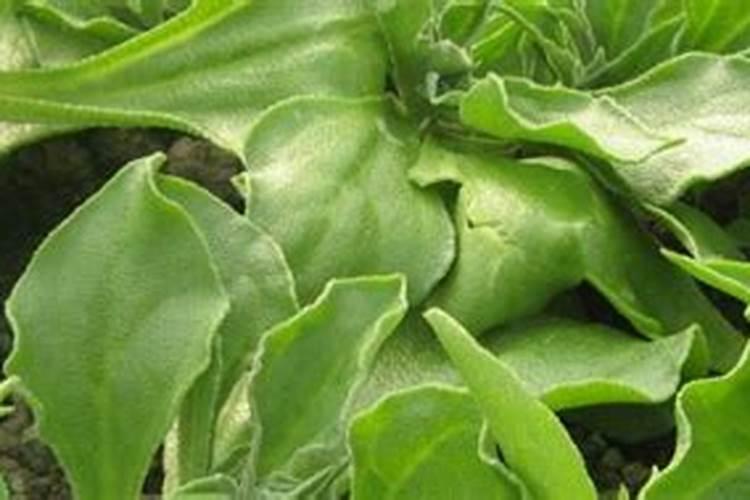 冰菜冬天可以种植吗