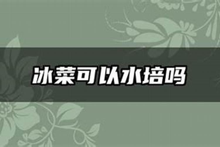 冰菜冬天可以种植吗