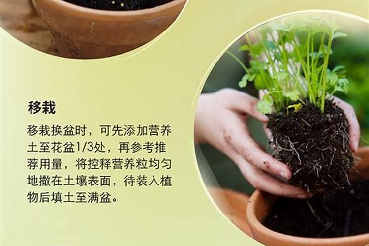 西红柿施什么肥最好