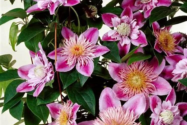 兰花有花蕾可以施肥吗,兰花施肥的六大注意事项