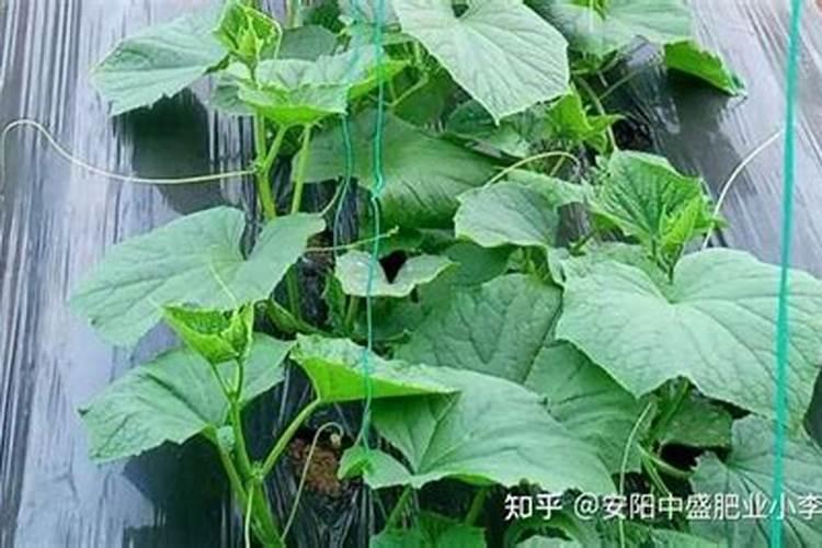 黄瓜用什么叶面肥好？黄瓜叶面喷什么好？黄瓜增产叶面肥用昆仑风